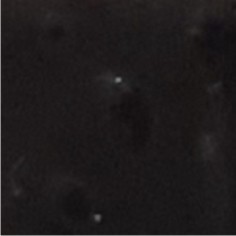 115. Negro cb x025gr